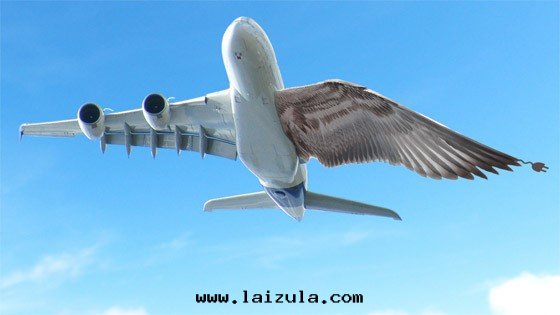 歐盟變(biàn)形機(jī)翼研究進(jìn)展(zhǎn)